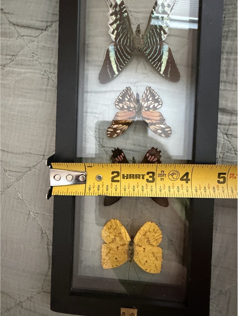 Butterfly Display - Picture 9 of 10